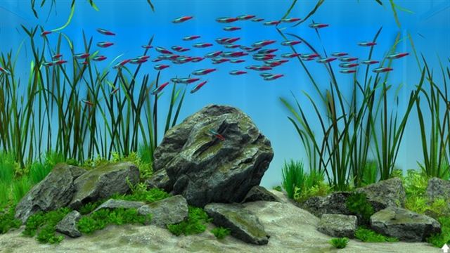 Tải game Behind Glass Aquarium Simulator v1.1-P2P