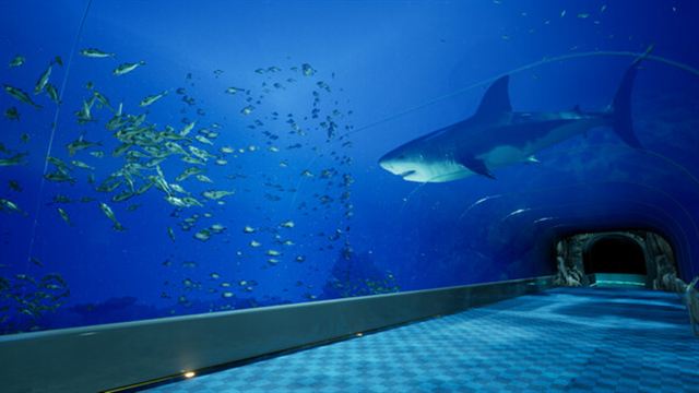 Tải game Aquarium at August 32nd-TENOKE