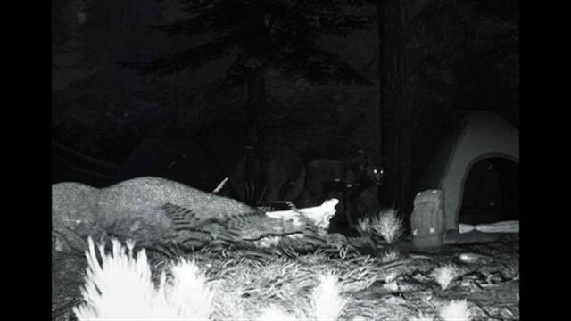 Tải game TRAILCAM-TiNYiSO