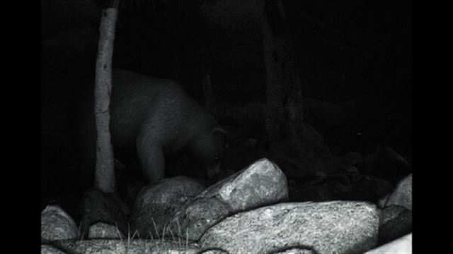 Tải game TRAILCAM-TiNYiSO